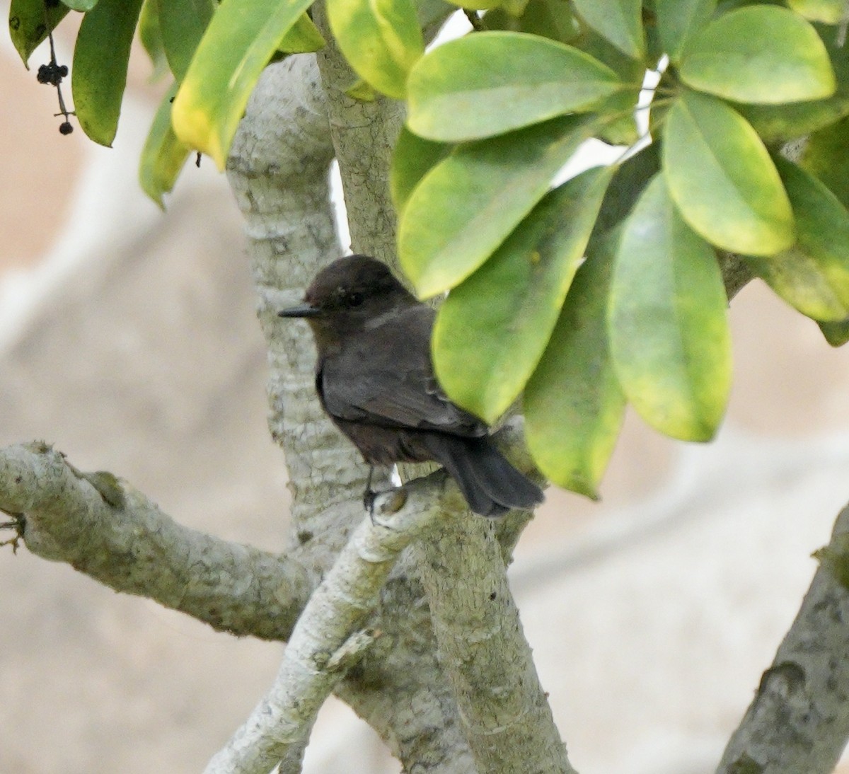 Vermilion Flycatcher (obscurus Group) - ML623898985