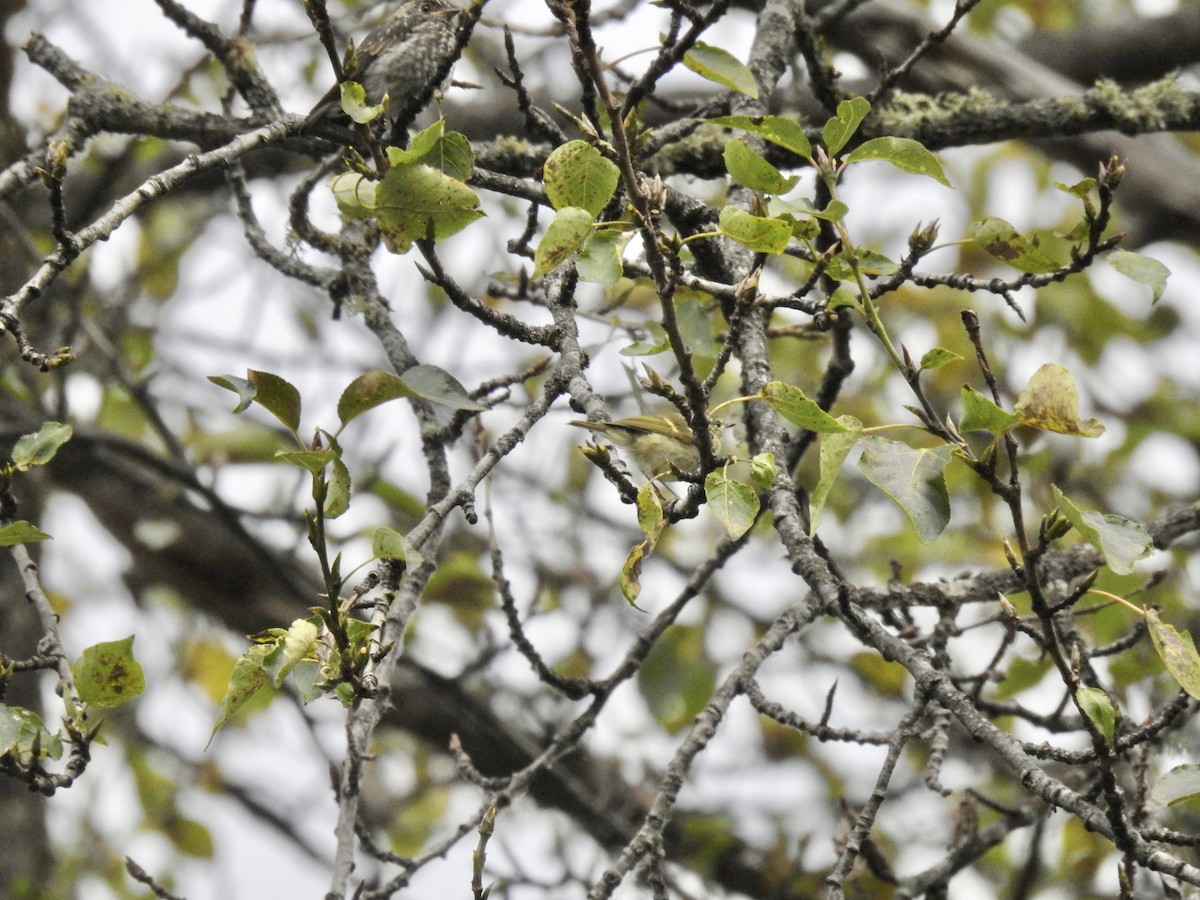 Buff-barred Warbler - ML623898994