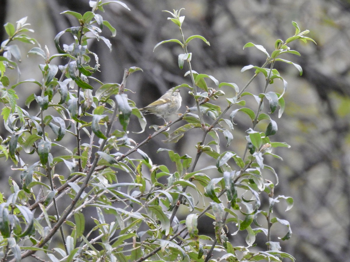 Buff-barred Warbler - ML623898995