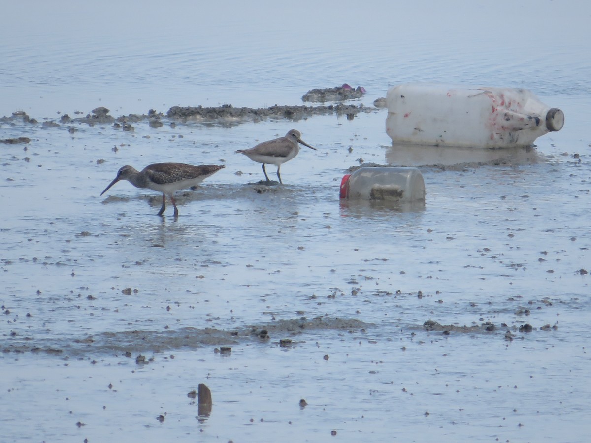 Common Redshank - ML623898996