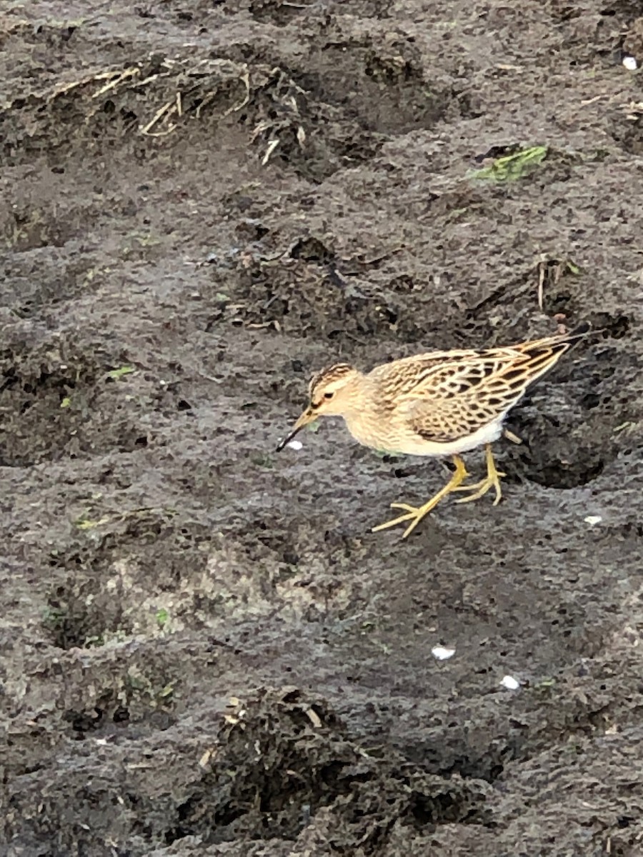 Pectoral Sandpiper - ML623899000