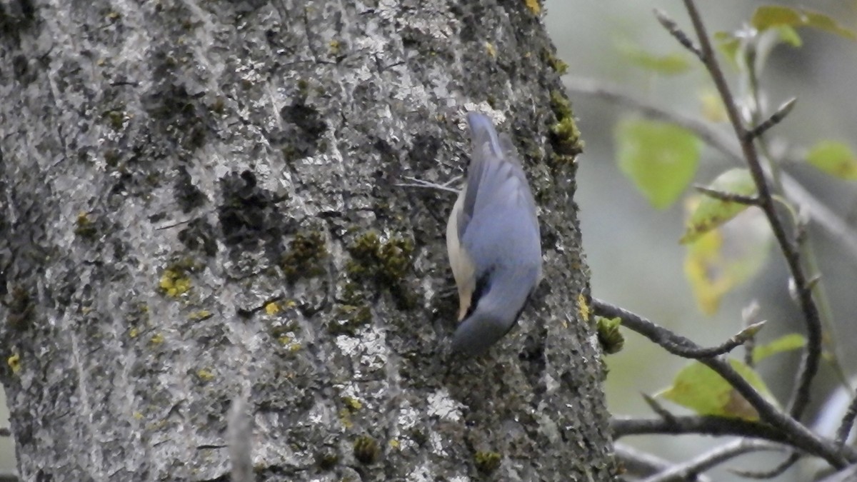 Chestnut-vented Nuthatch - Steve Lei