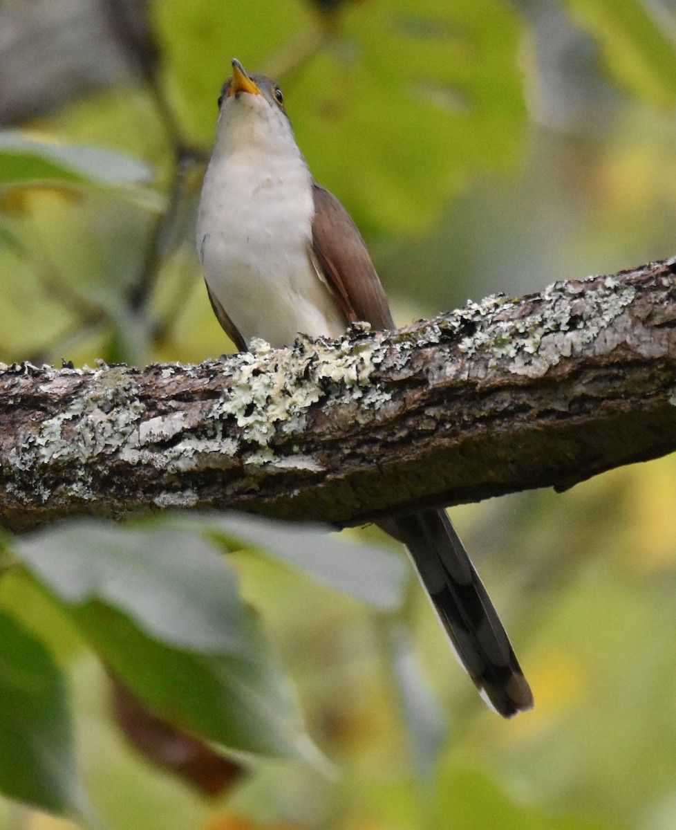 Yellow-billed Cuckoo - ML623899004