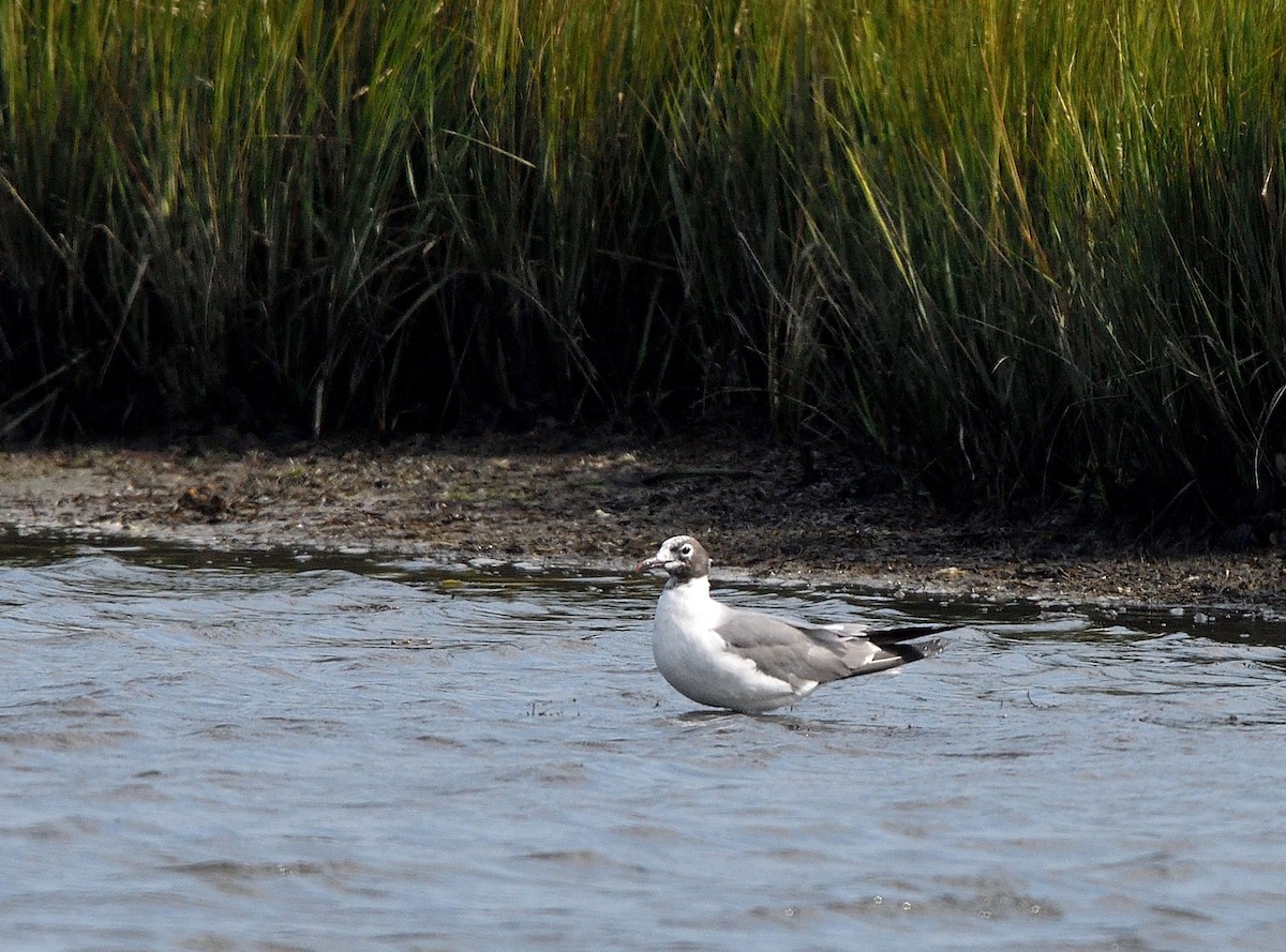 Laughing Gull - ML623899005