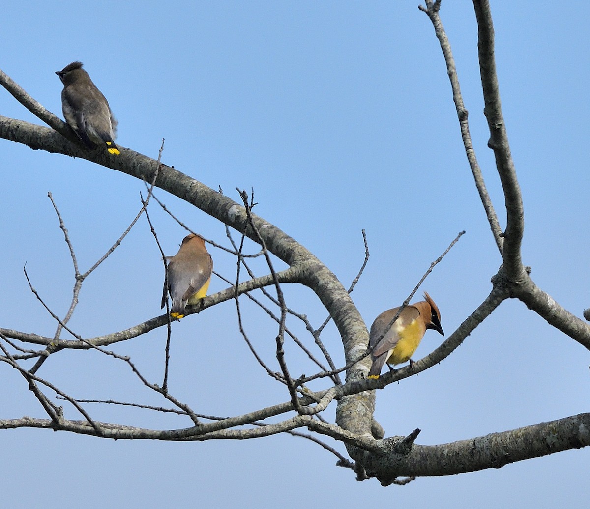 Cedar Waxwing - ML623899006