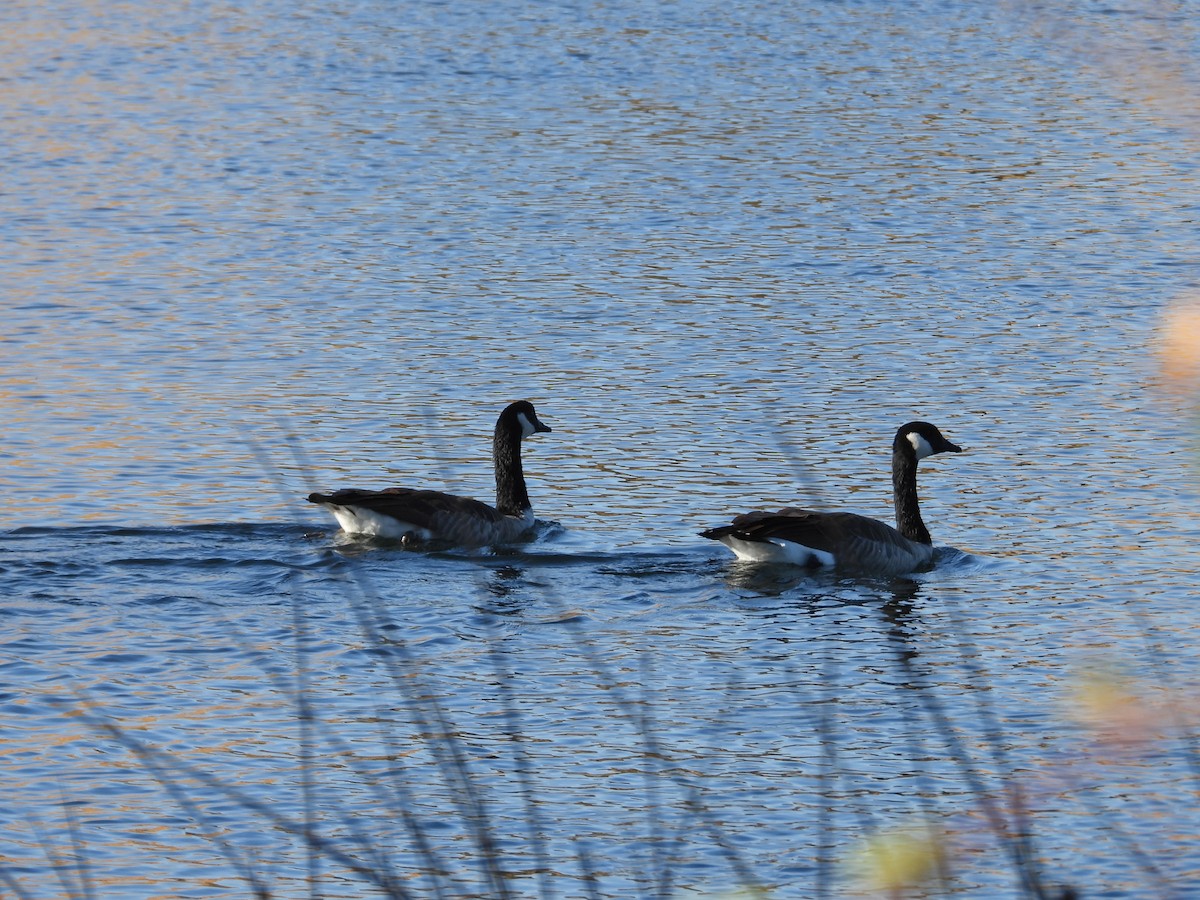 Canada Goose - ML623899007