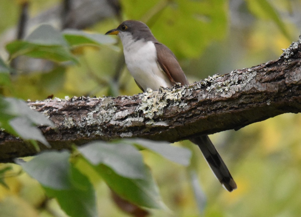 Yellow-billed Cuckoo - ML623899009