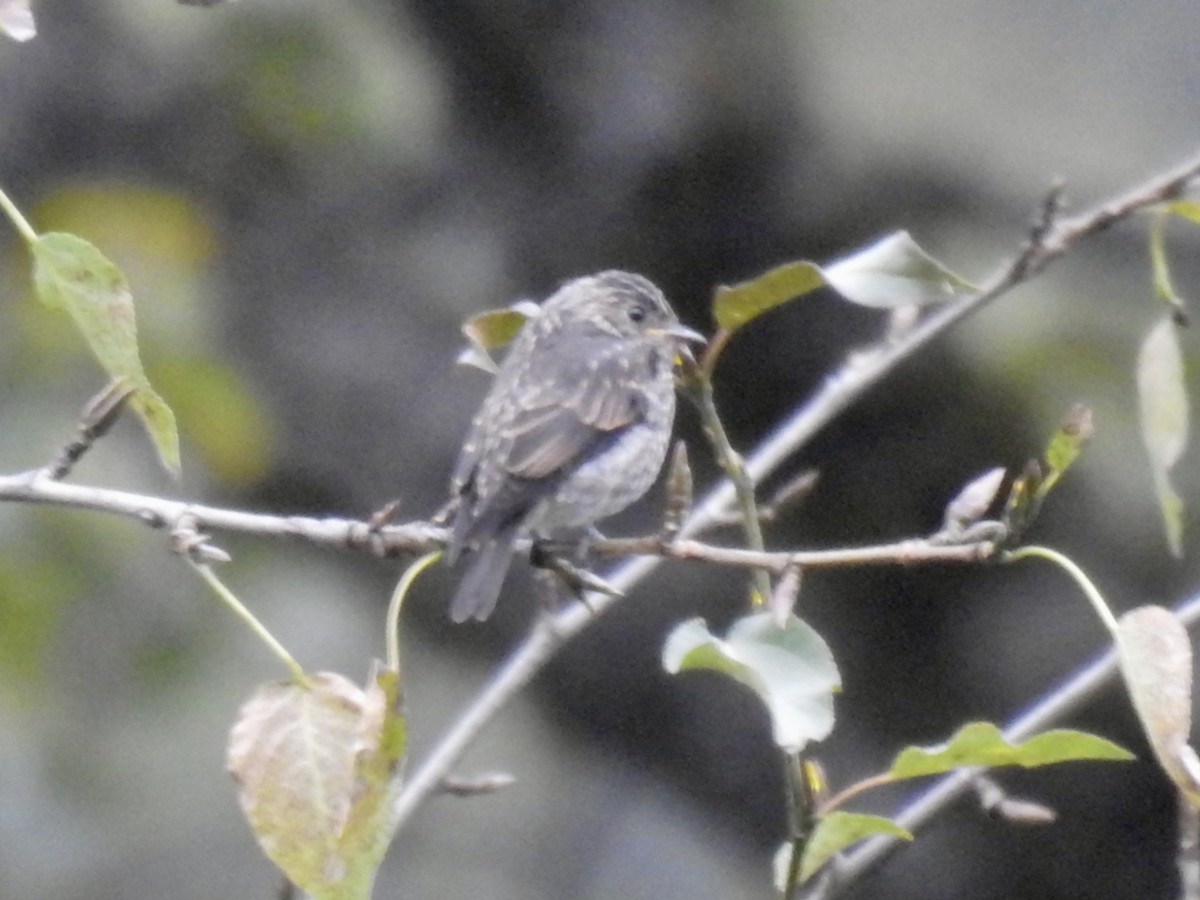 Dark-sided Flycatcher - ML623899010