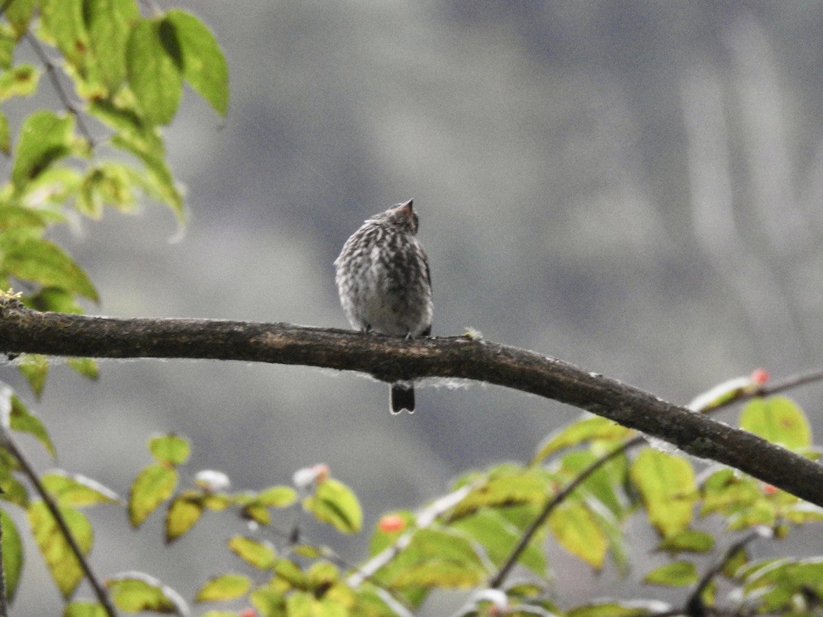 Dark-sided Flycatcher - ML623899011