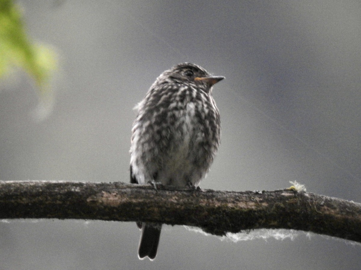 Dark-sided Flycatcher - ML623899012