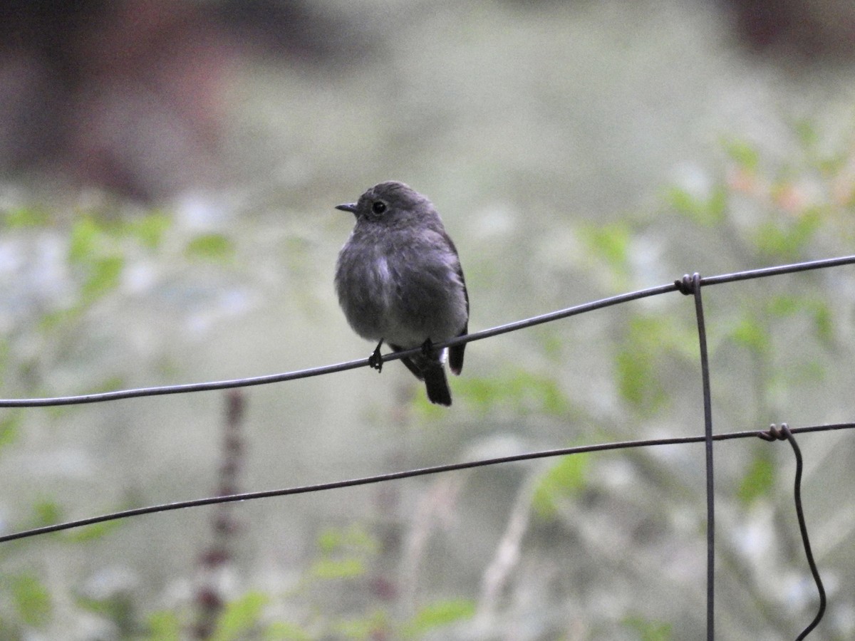 Dark-sided Flycatcher - ML623899013