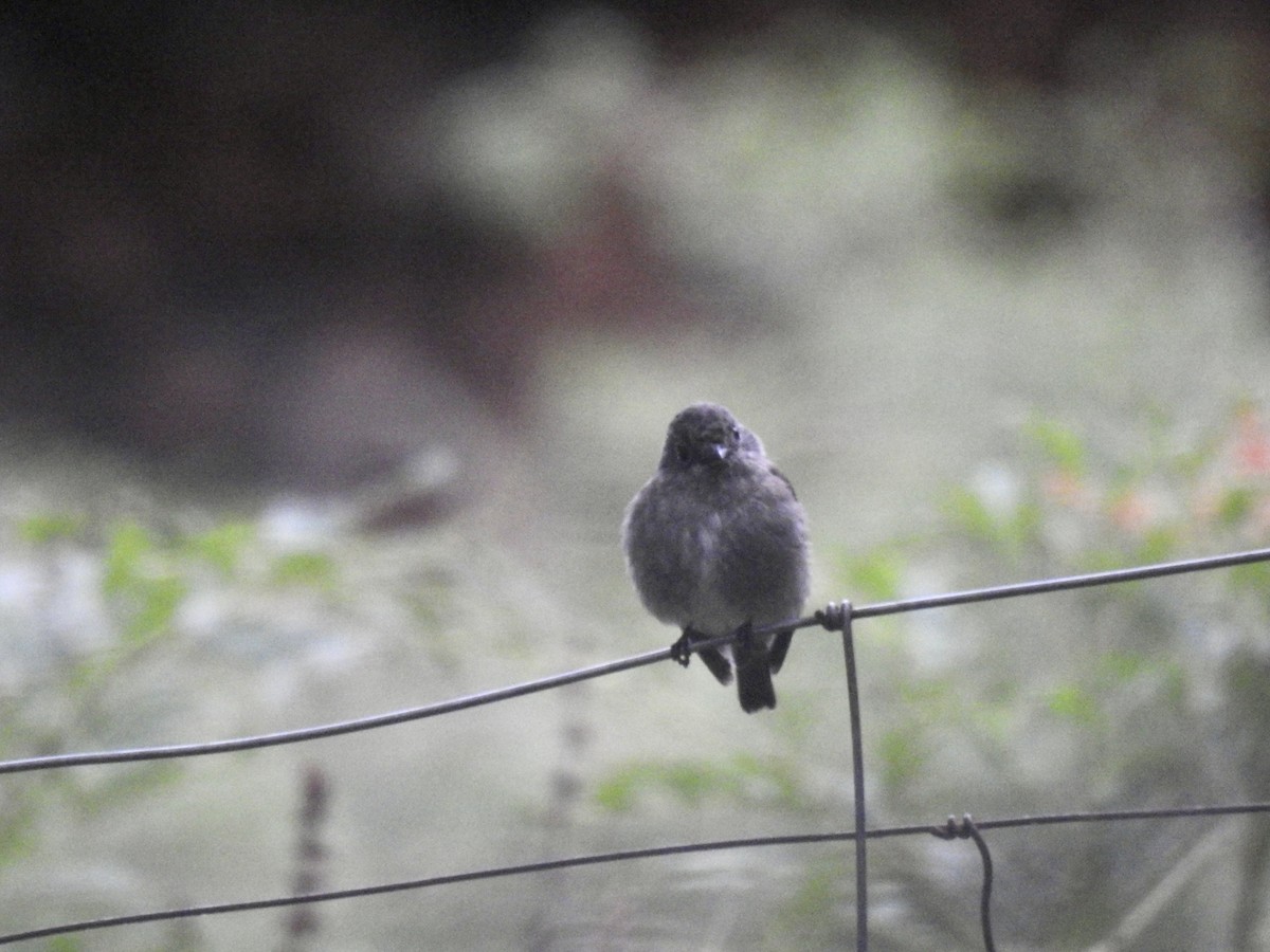 Dark-sided Flycatcher - ML623899014