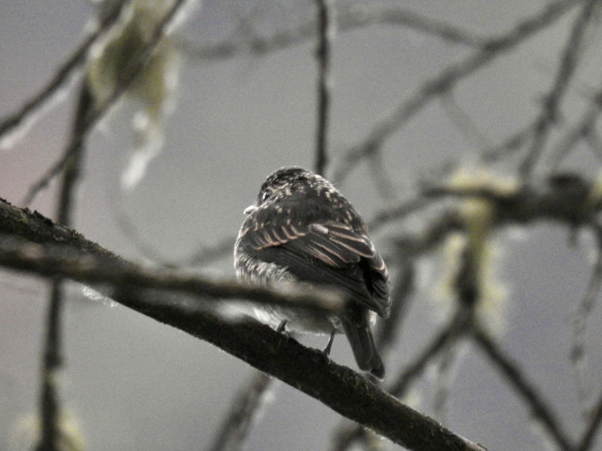 Dark-sided Flycatcher - ML623899015