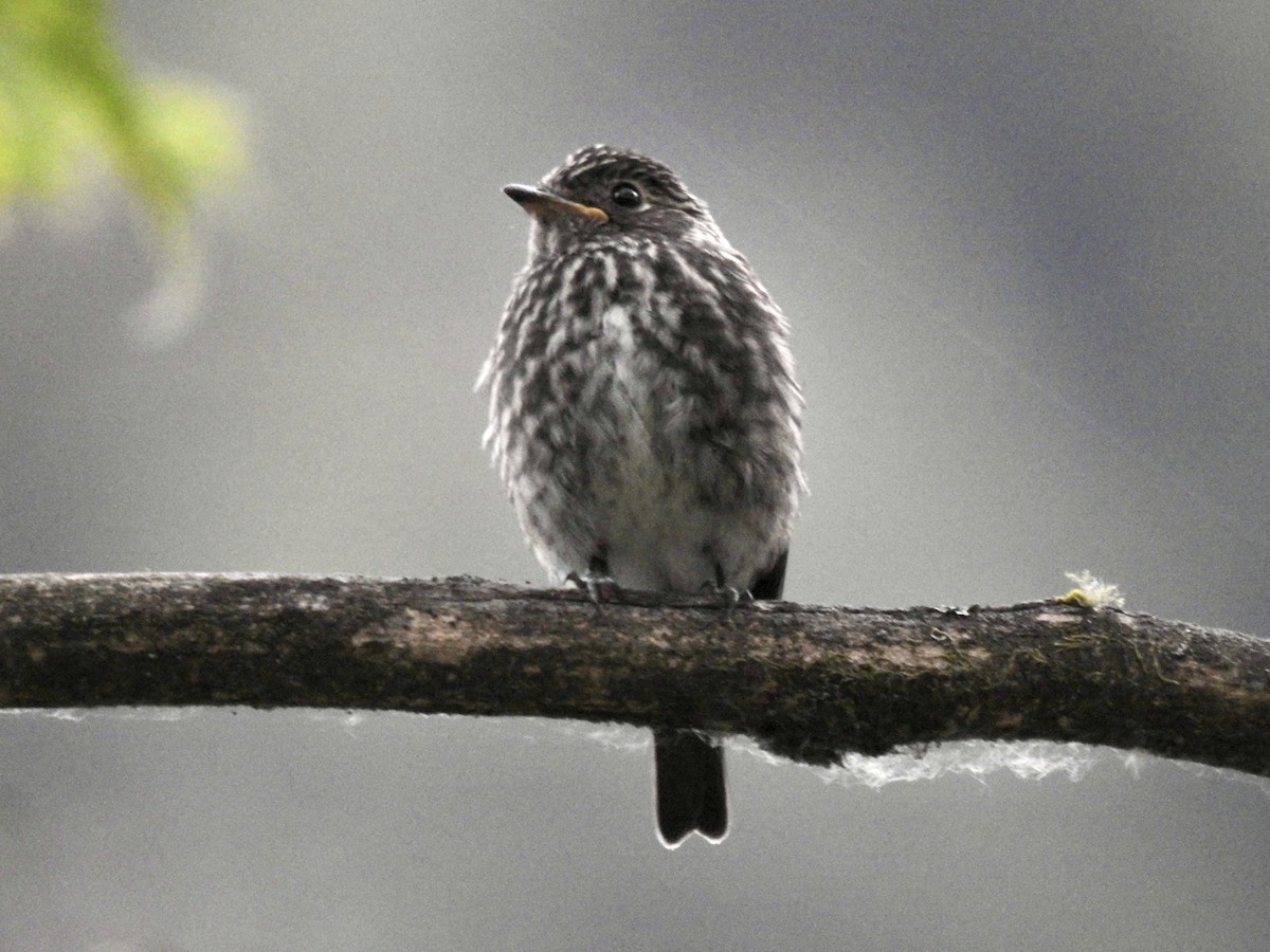 Dark-sided Flycatcher - ML623899016