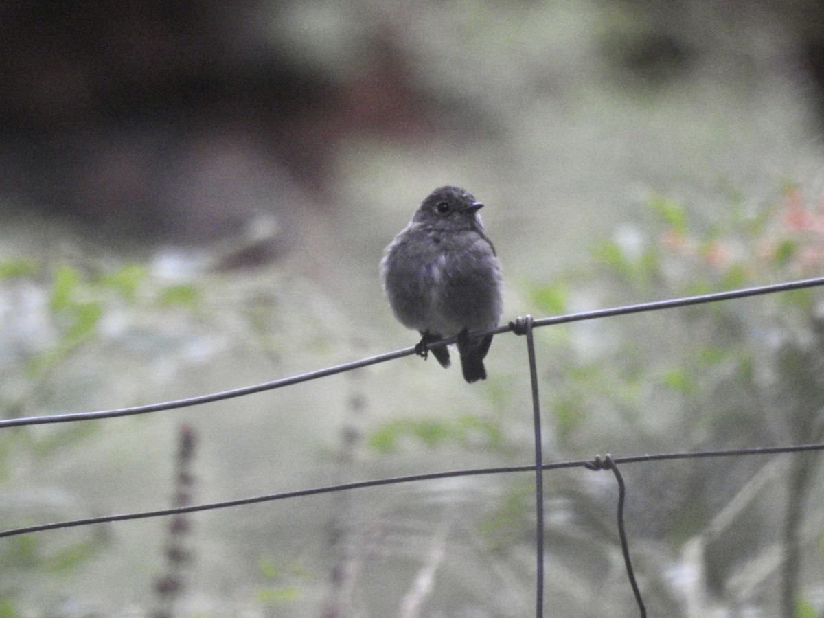 Dark-sided Flycatcher - ML623899017