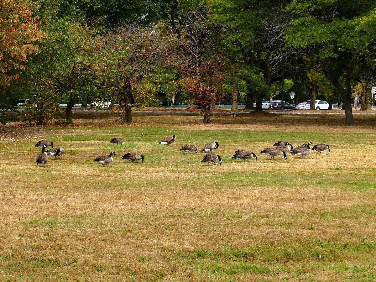 Canada Goose - ML623899018