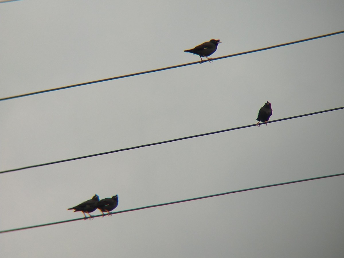 Crested Myna - ML623899019