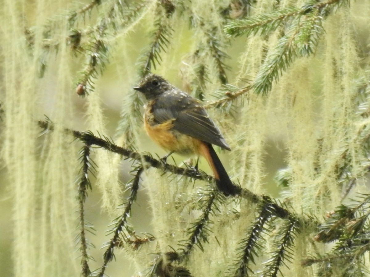 Blue-fronted Redstart - ML623899021