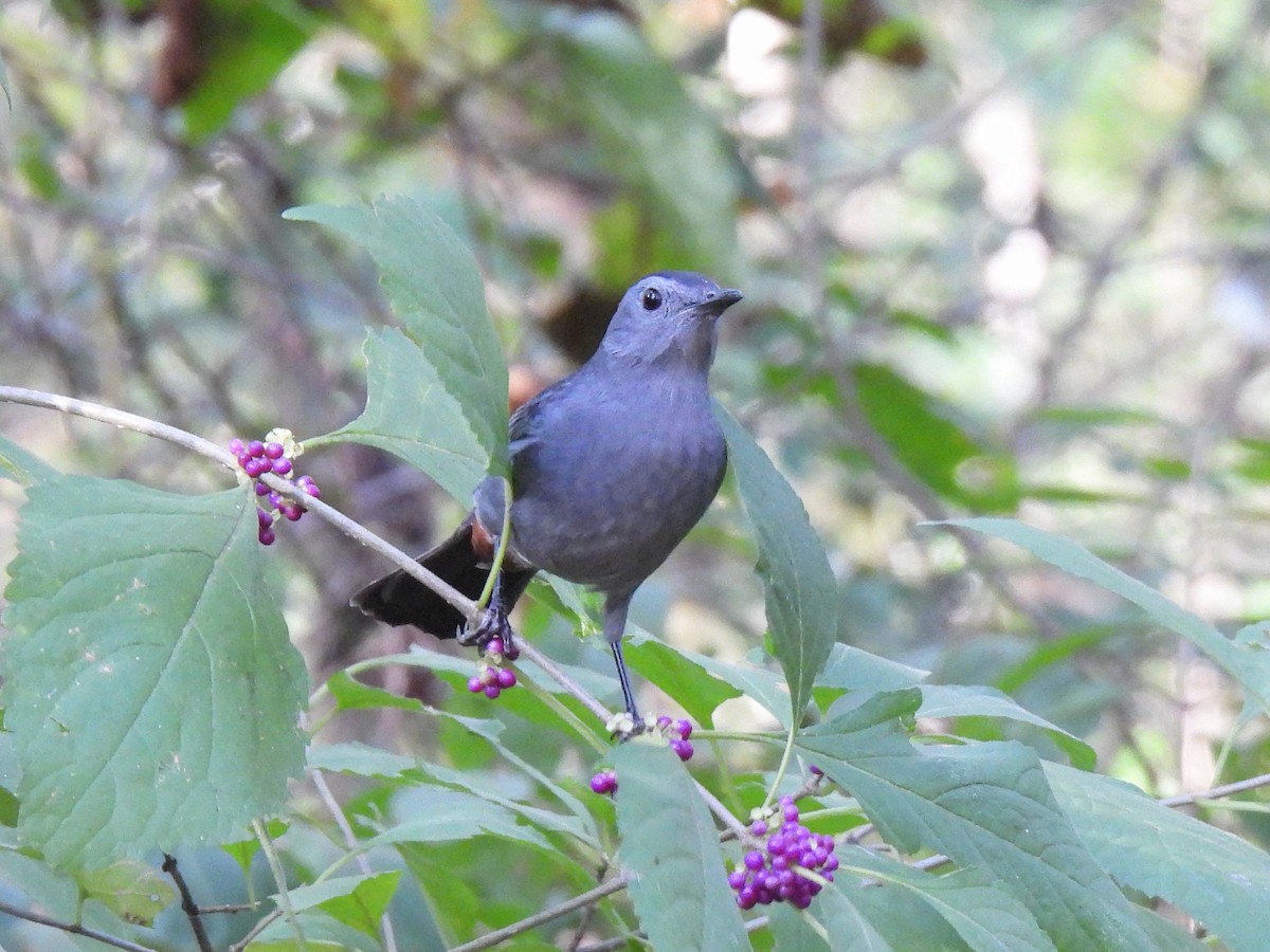 Gray Catbird - ML623899023