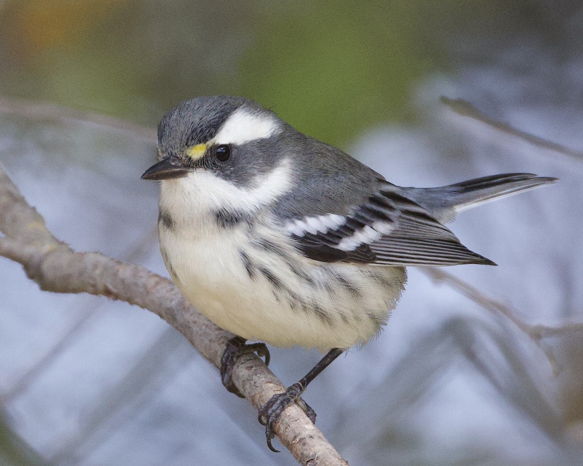 Black-throated Gray Warbler - ML623899026