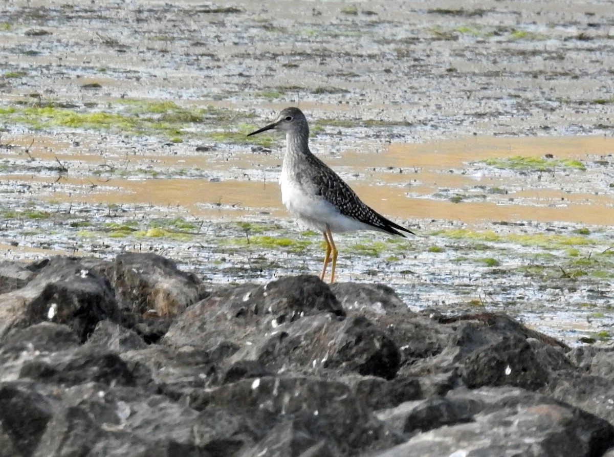 Lesser Yellowlegs - ML623899028