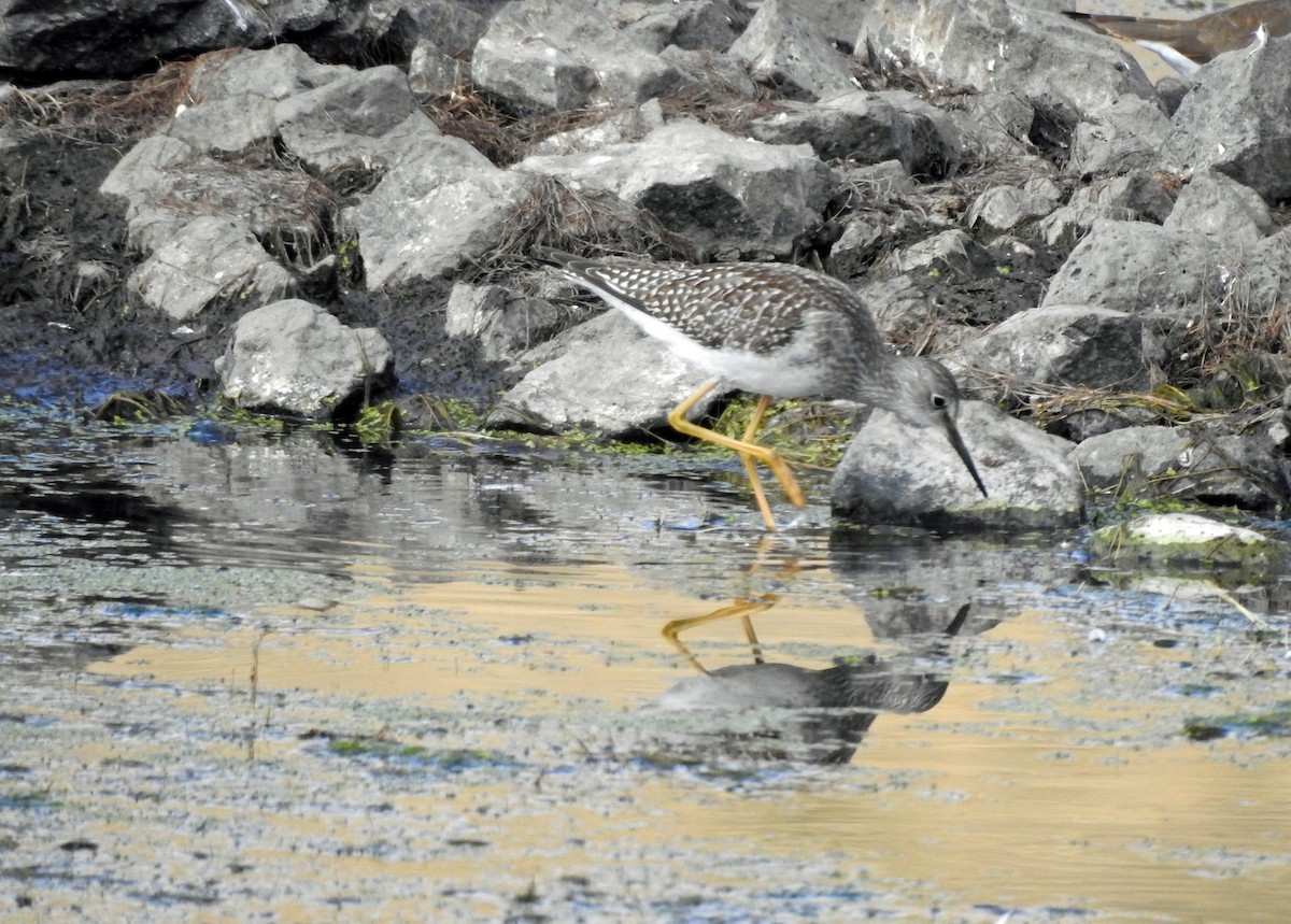 Lesser Yellowlegs - ML623899029