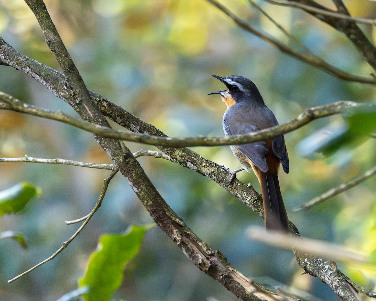 Cape Robin-Chat - ML623899032