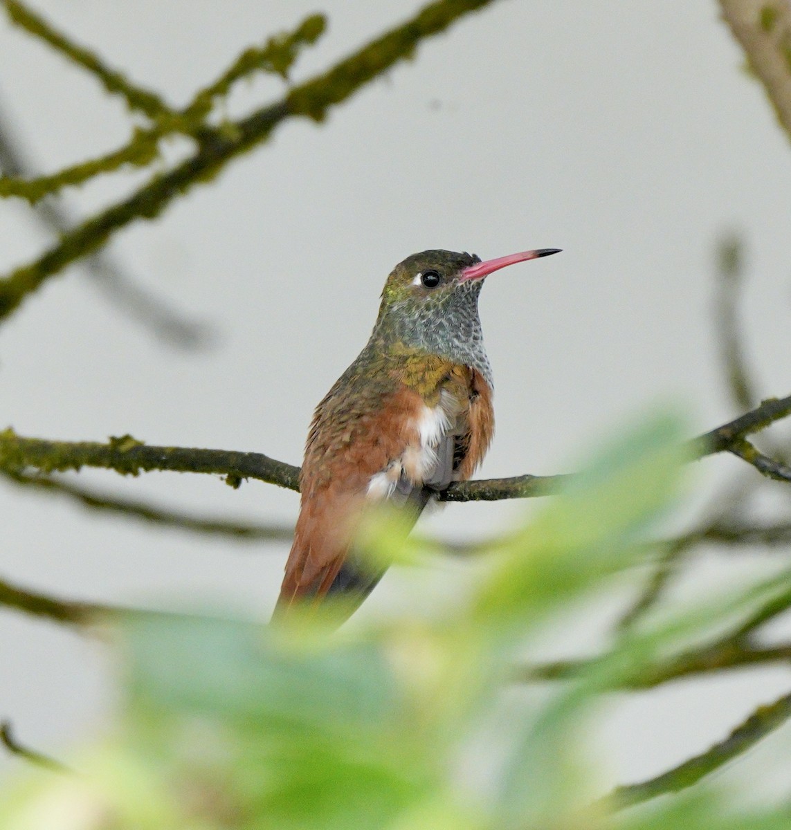 Amazilia Hummingbird - ML623899034