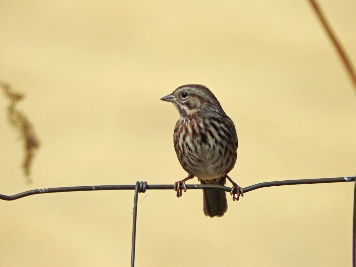 Song Sparrow - ML623899072