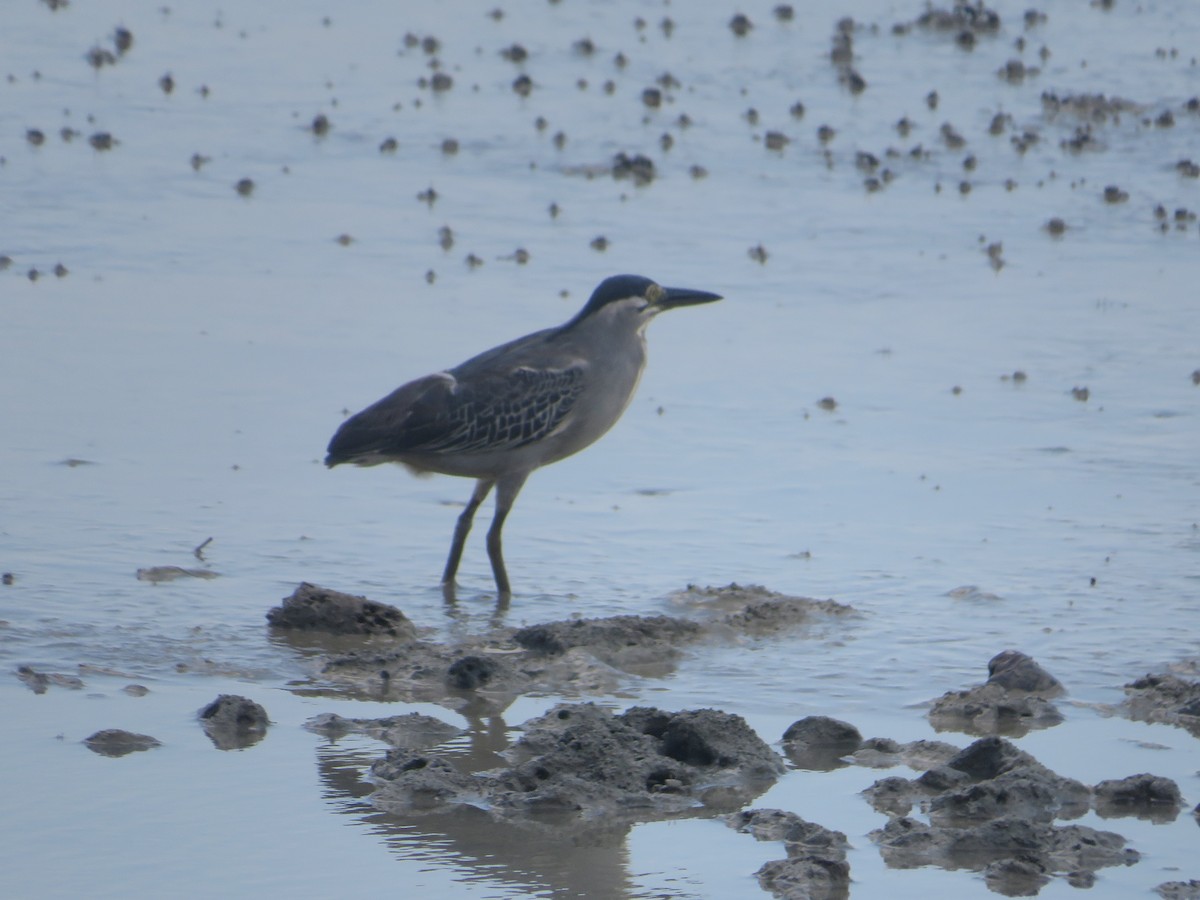 Striated Heron - ML623899073