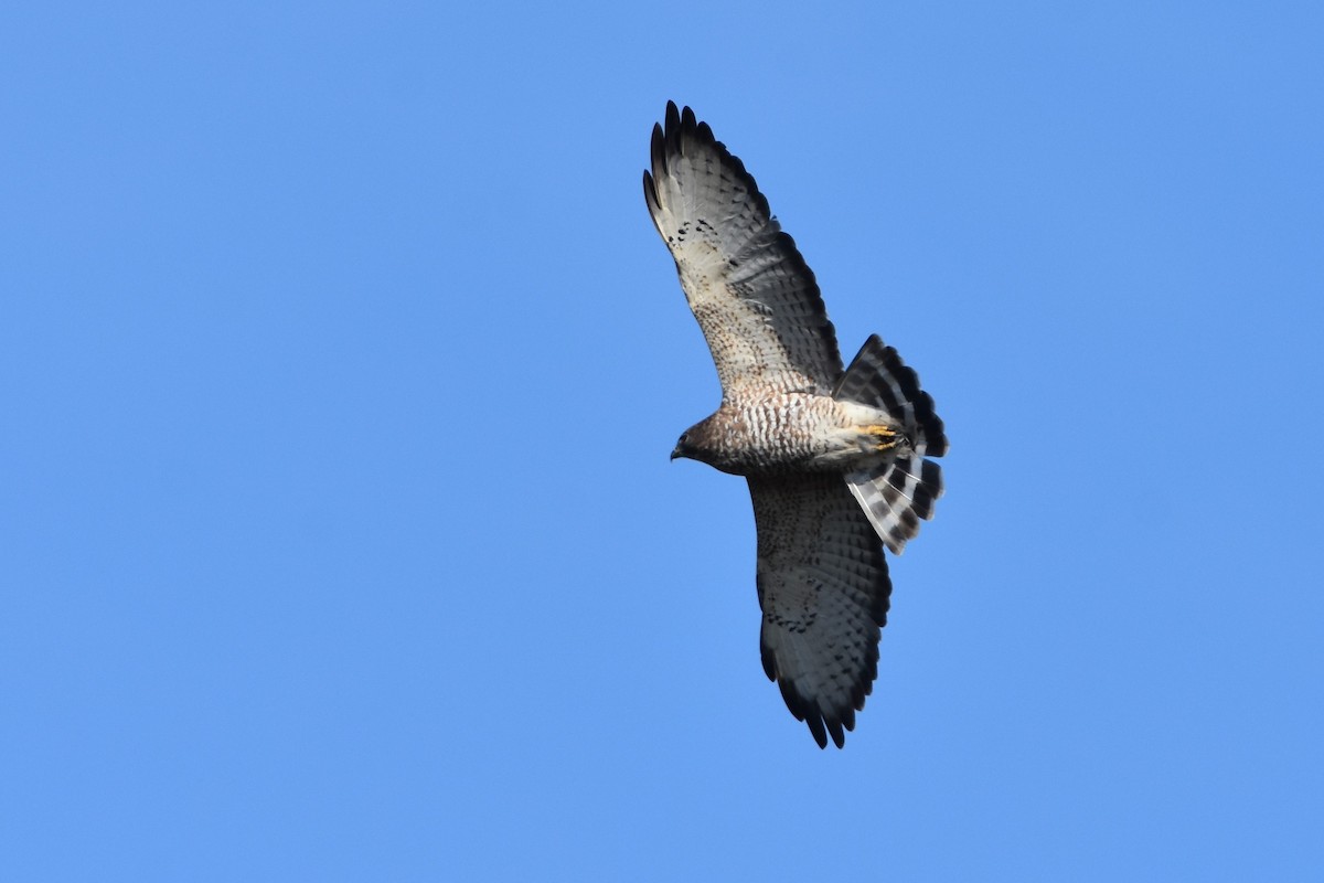 Broad-winged Hawk - Gillian  Richards