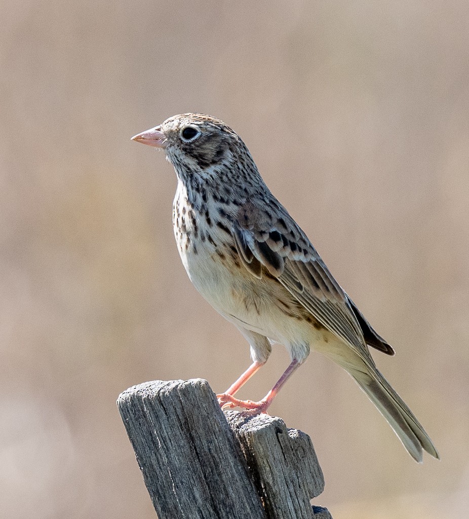 Vesper Sparrow - ML623899081