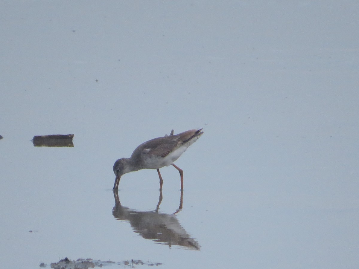 Common Redshank - Ragupathy Kannan