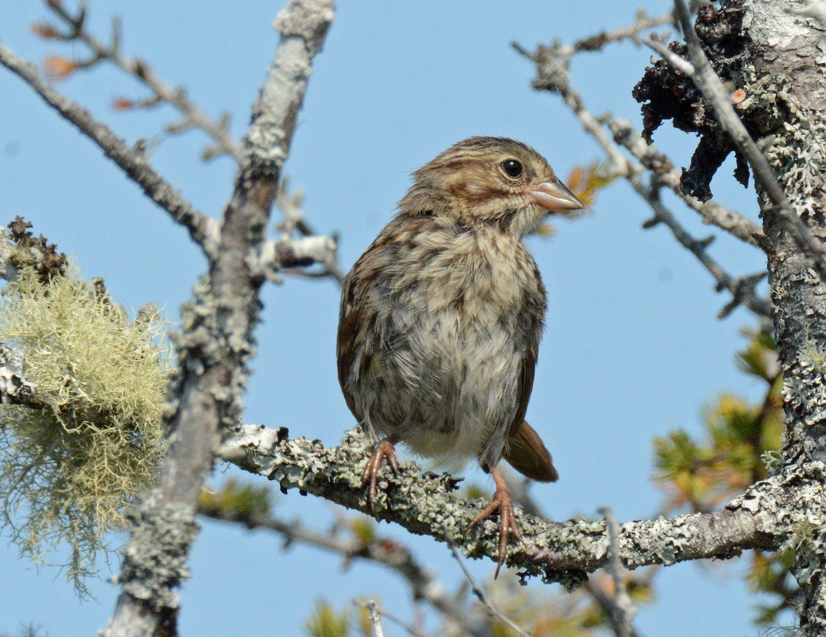 Song Sparrow - ML623899091