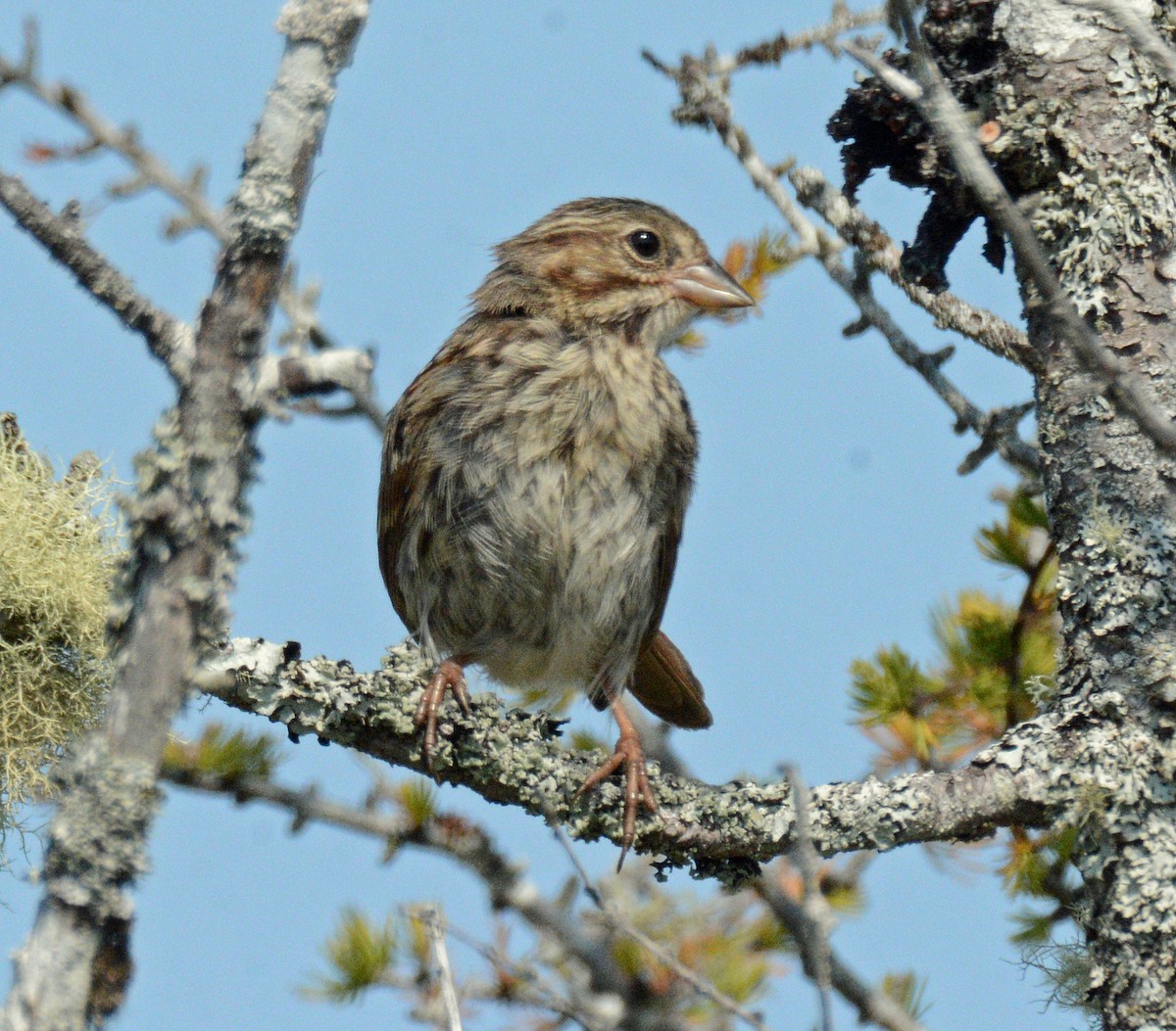 Song Sparrow - ML623899092