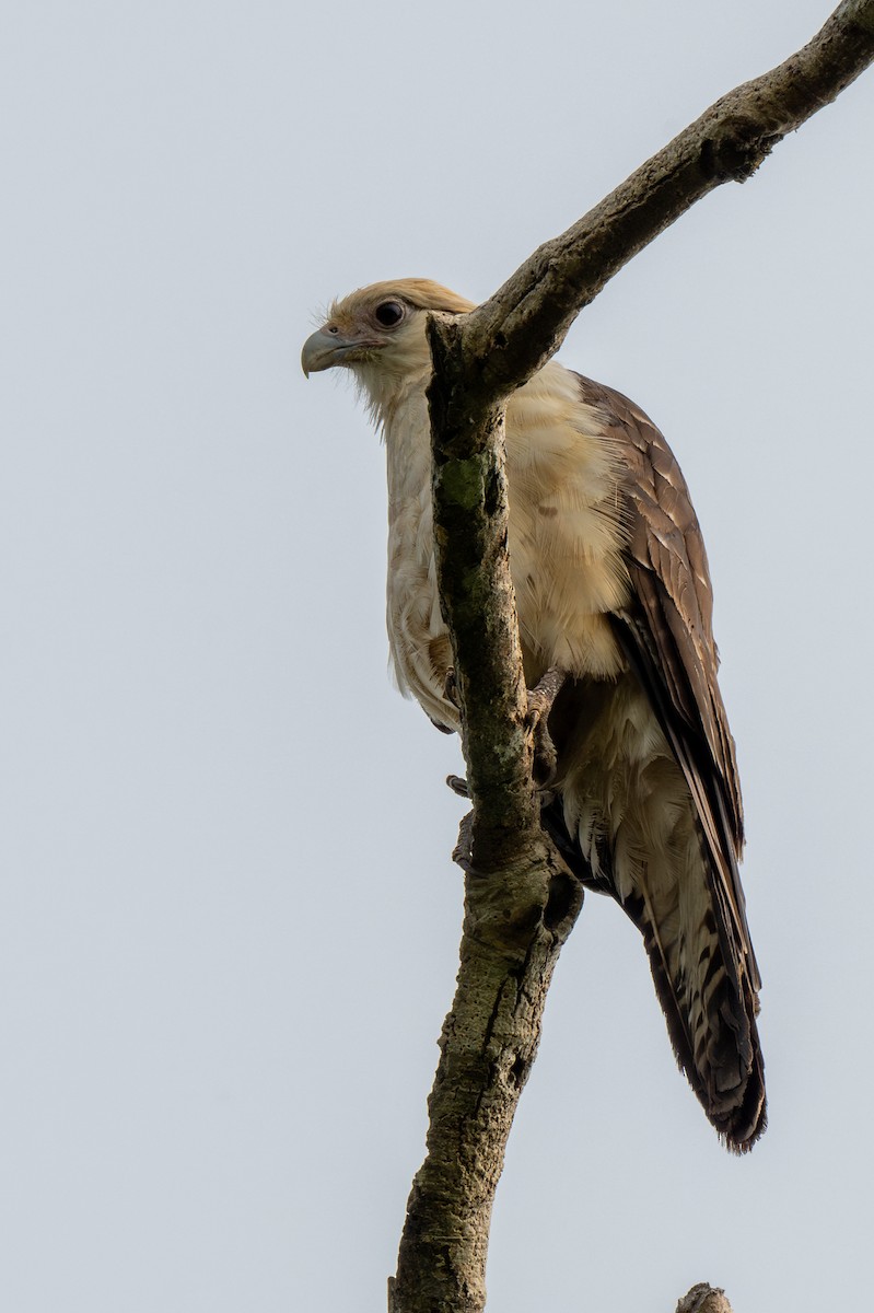 Caracara à tête jaune - ML623899105