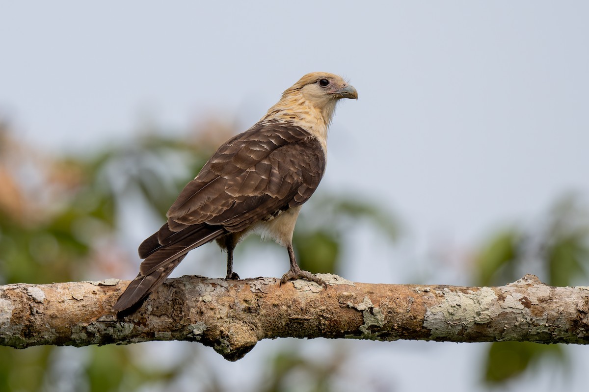 Caracara à tête jaune - ML623899106