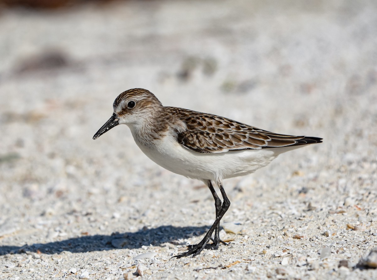 sandsnipe - ML623899108