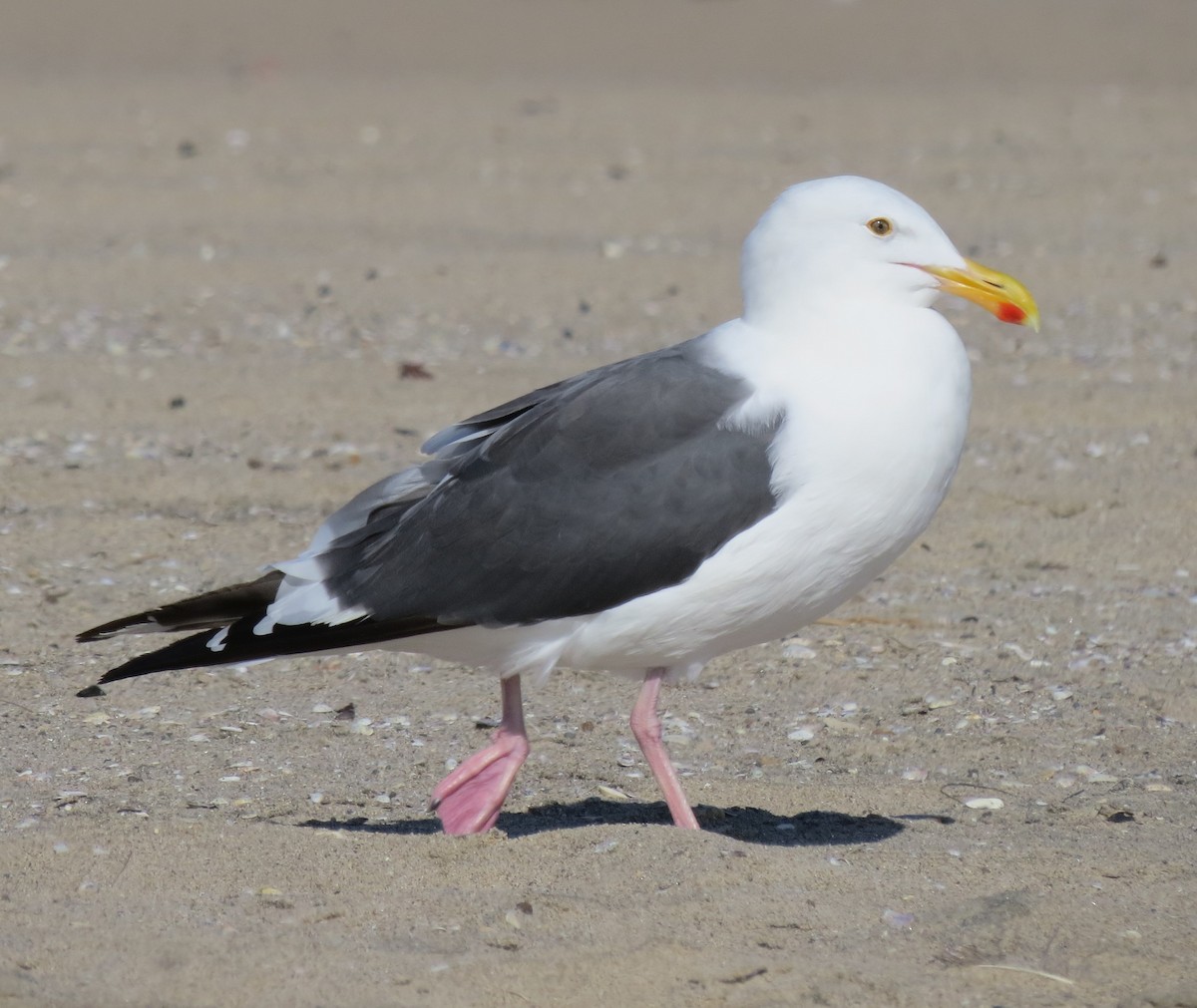 Western Gull - ML623899120