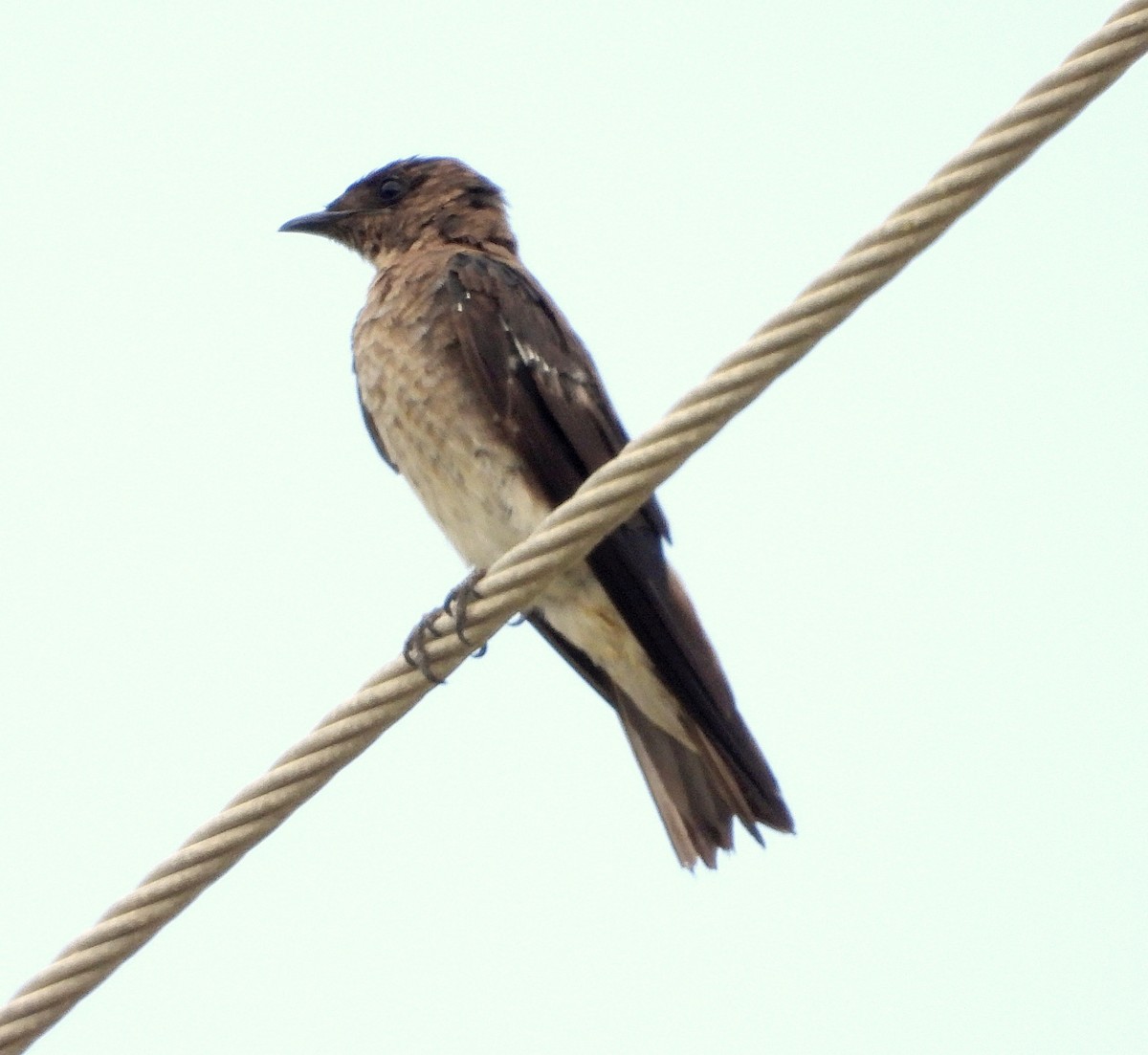Gray-breasted Martin - ML623899126