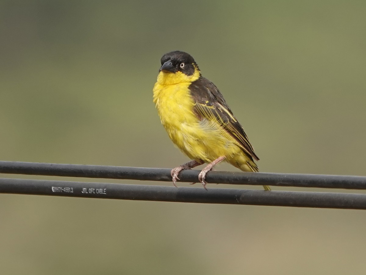 Baglafecht Weaver - Liz Soria