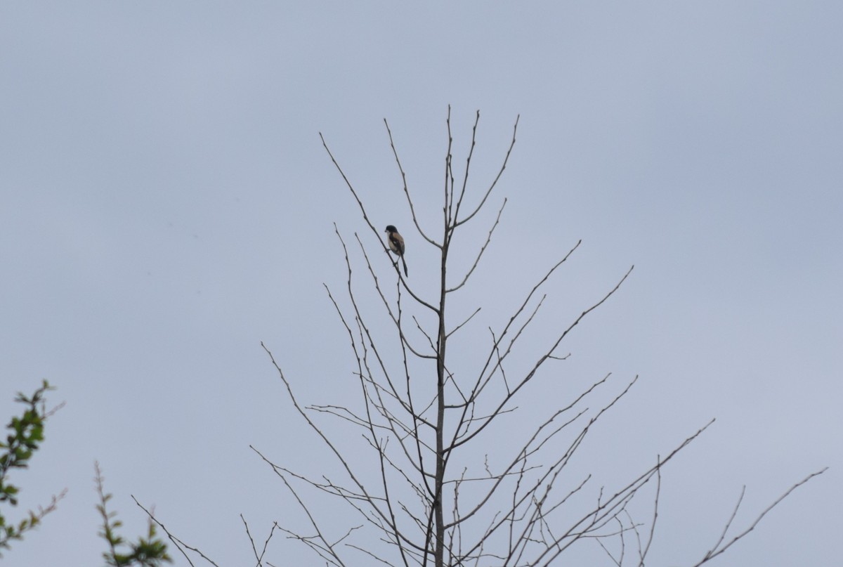 Long-tailed Shrike - ML623899163