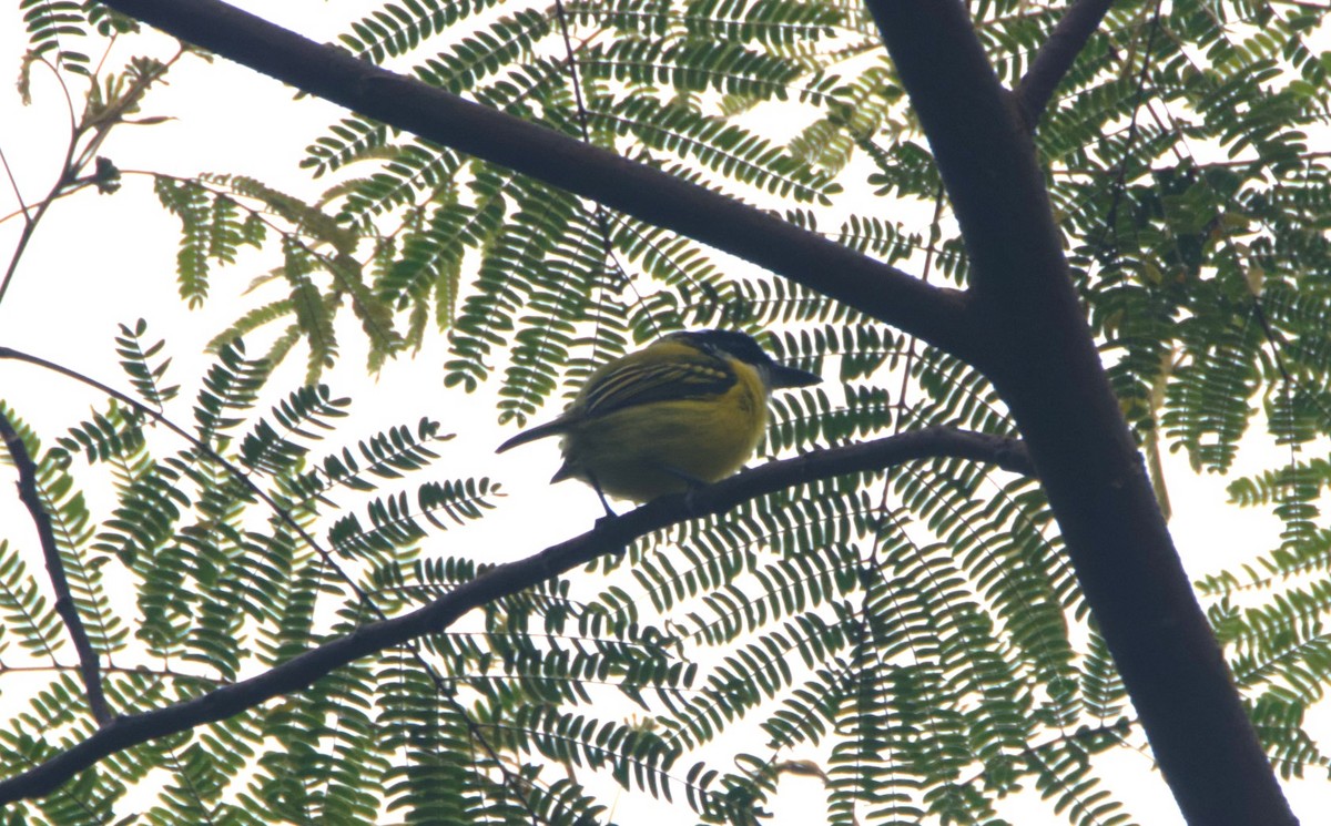 Black-headed Tody-Flycatcher - ML623899177