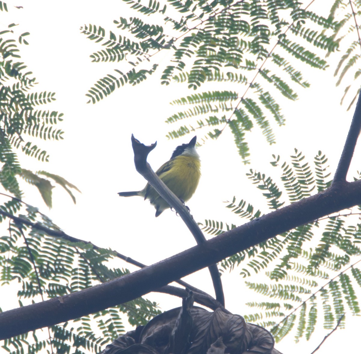 Black-headed Tody-Flycatcher - Jeisson Figueroa Sandi