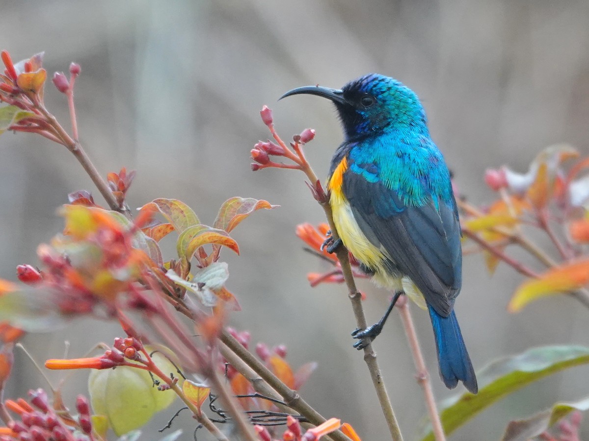 Variable Sunbird - ML623899181