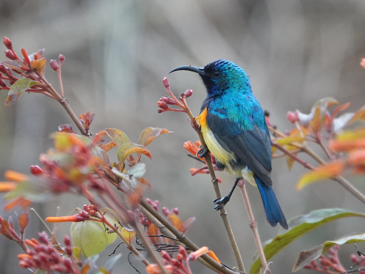 Variable Sunbird - ML623899183