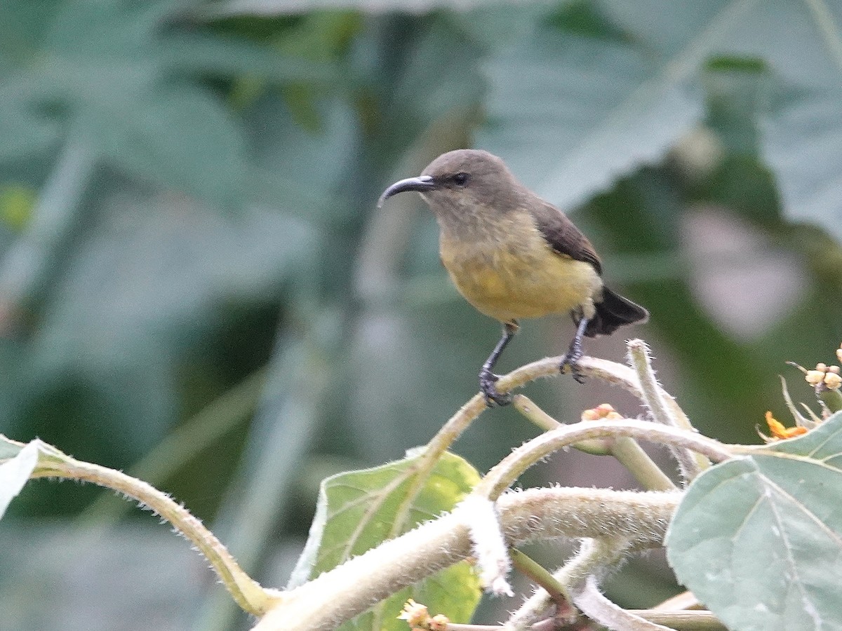 Variable Sunbird - ML623899184