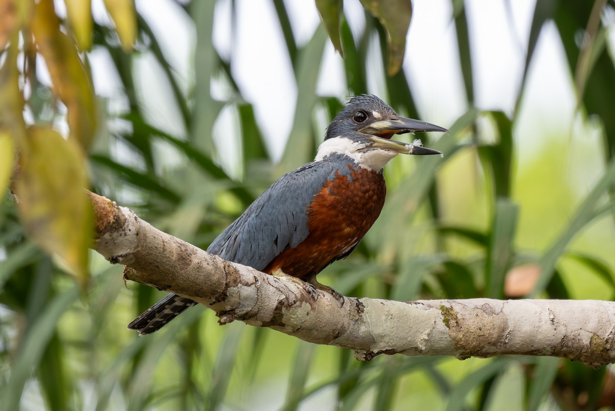 Martin-pêcheur à ventre roux - ML623899188