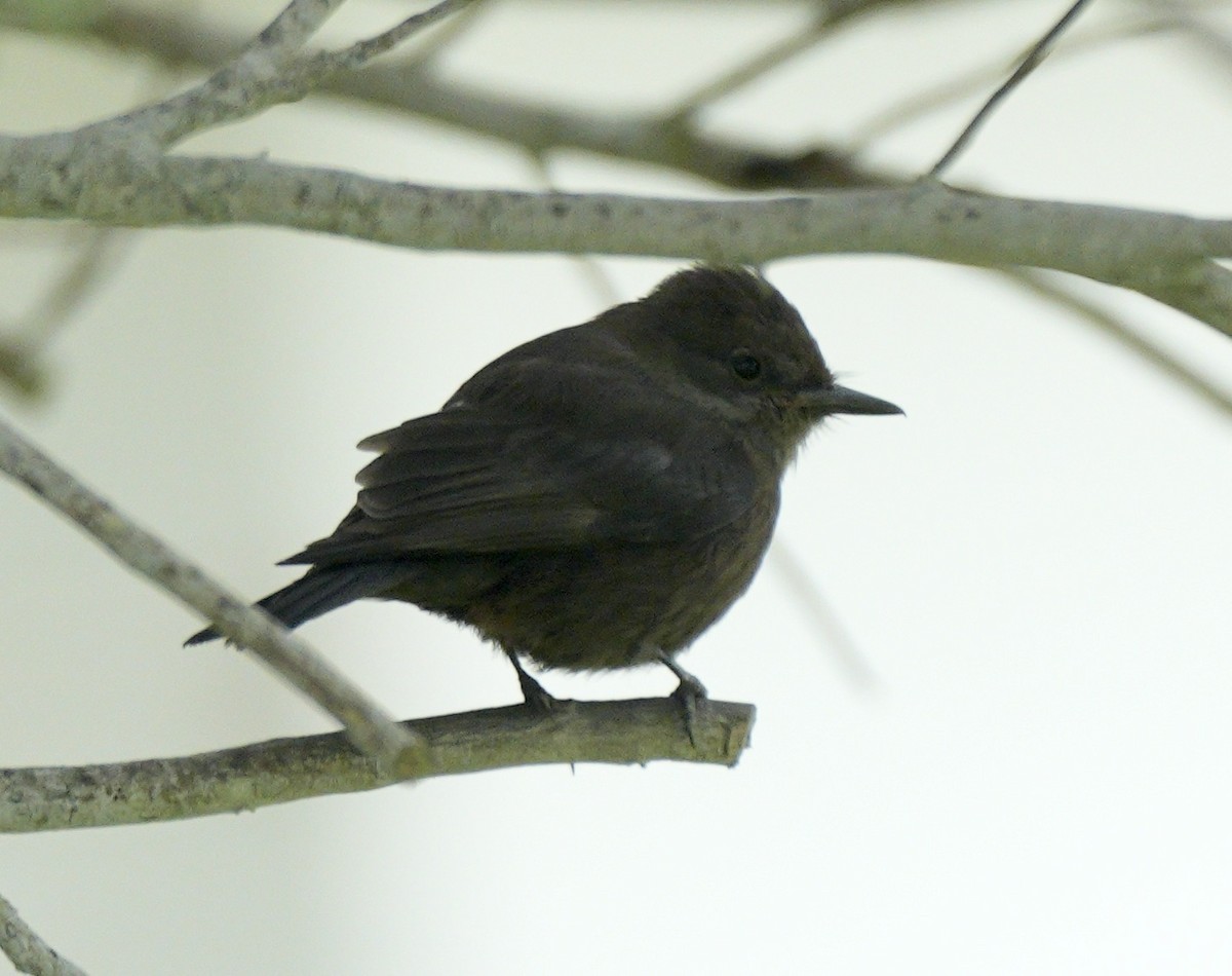 Vermilion Flycatcher (obscurus Group) - ML623899189