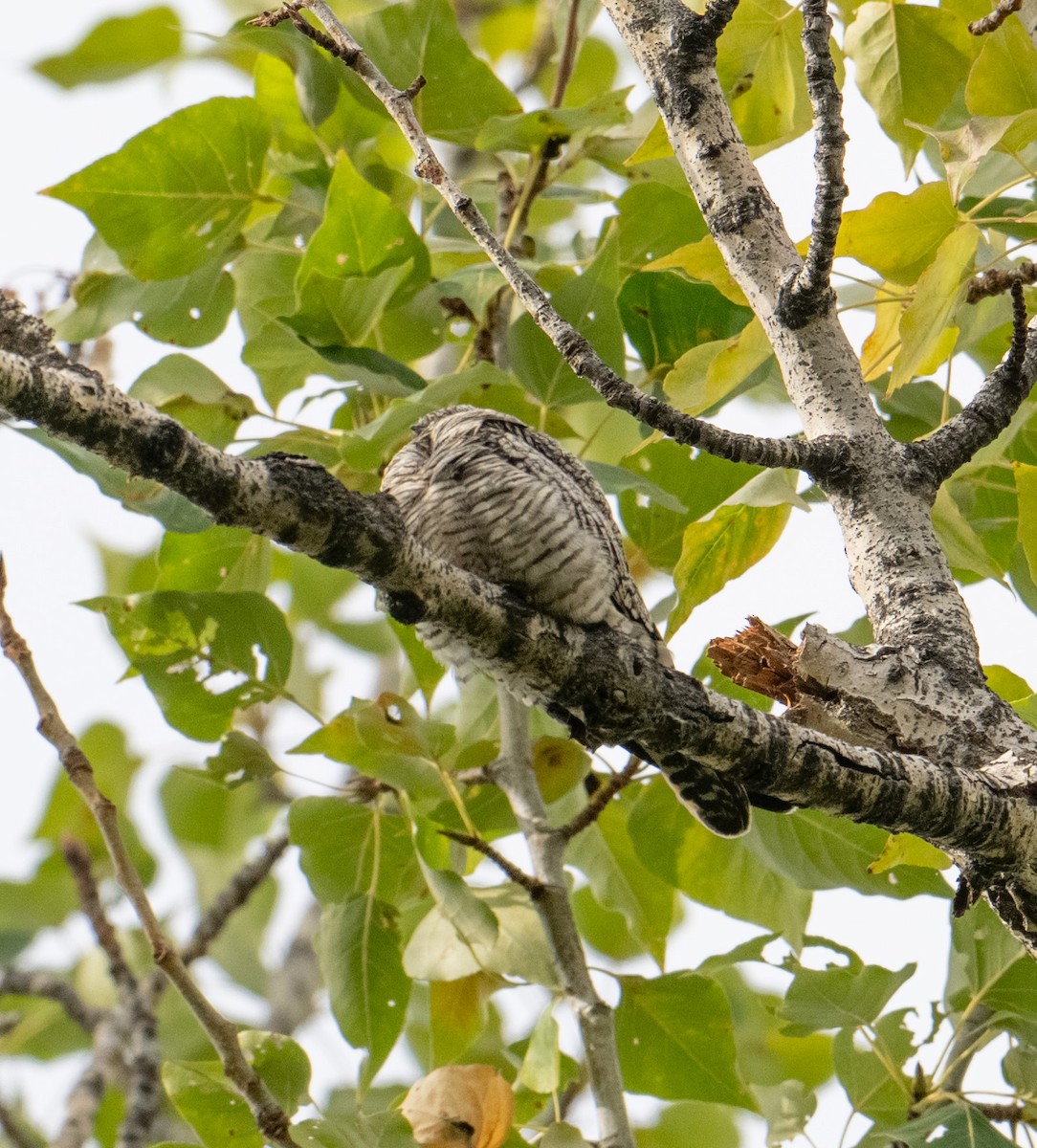 Common Nighthawk - ML623899206